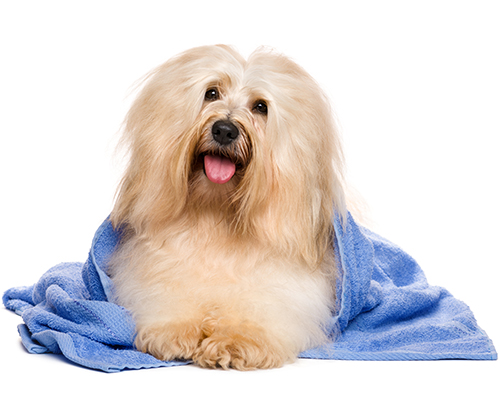 cat and dog grooming in winter haven, fl
