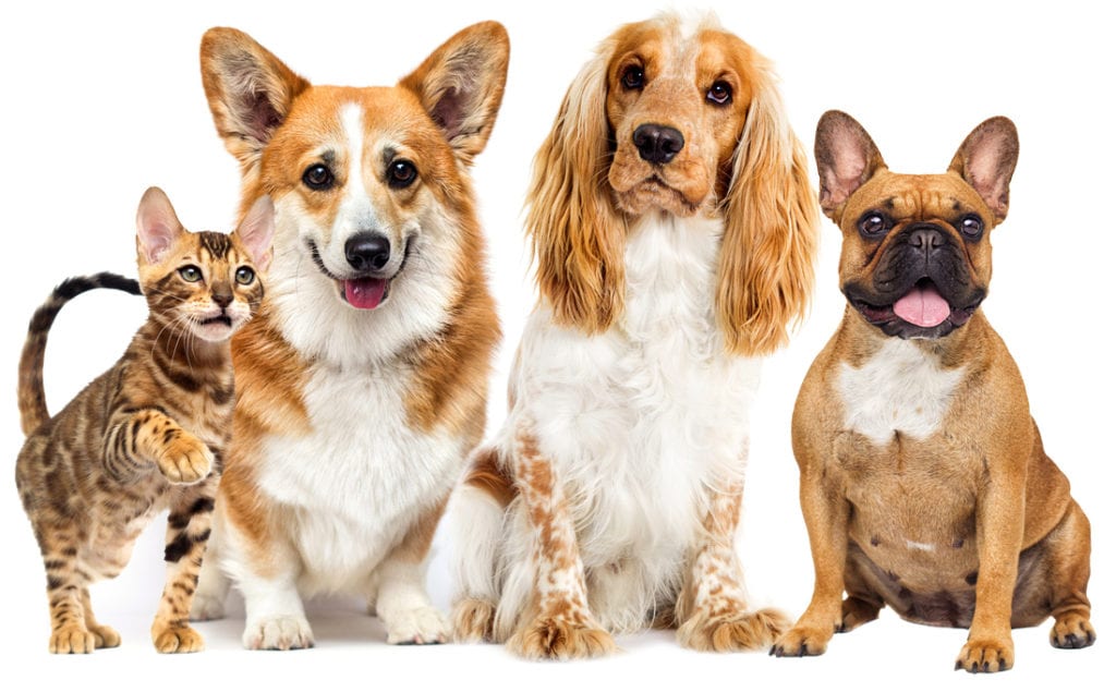 Care Credit for Pets in Winter Haven, FL Veterinary Healthcare Associates