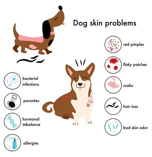dog skin problems in winter haven, fl