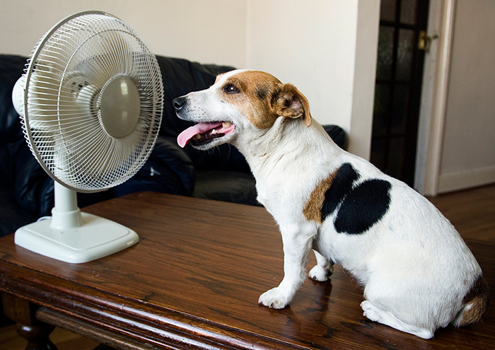 dog heat stroke in Florida