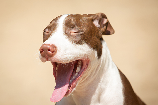 Dog Vomiting in Davenport, FL: When is it an Emergency? | Veterinary  Healthcare Associates