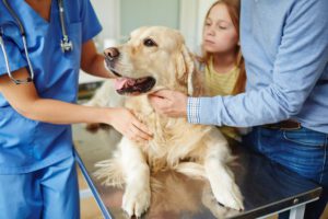 leptospirosis treatment for dogs