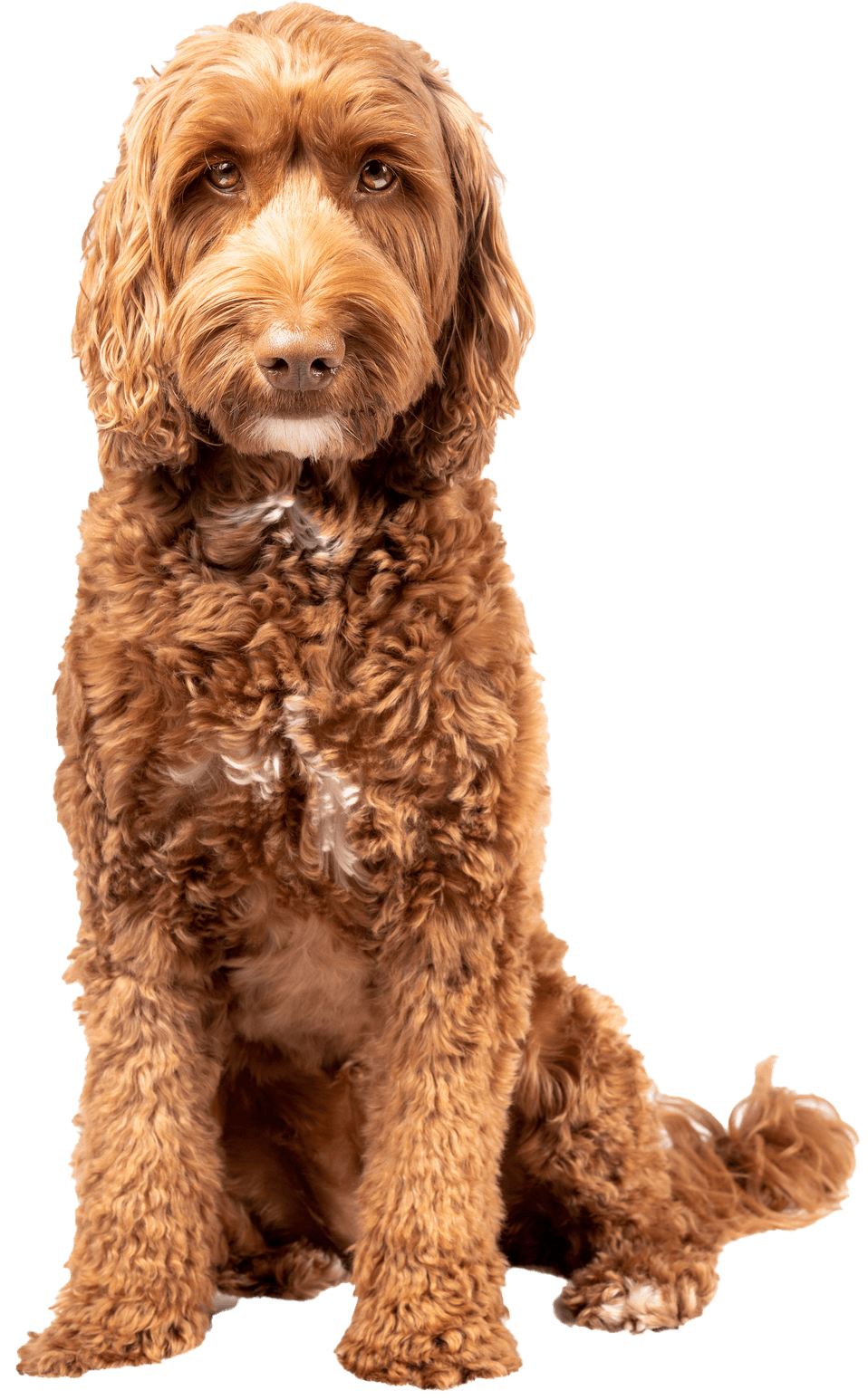 golden doodle with serious expression
