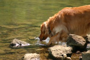causes-of-leptospirosis