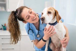 pyometra treatment for dogs