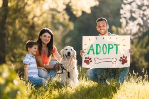rescue dogs are great breeds winter haven fl