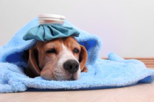 symptoms of leptospirosis in dogs