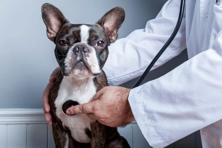 What is a Dog Endoscopy, and Why is it Important? Veterinary
