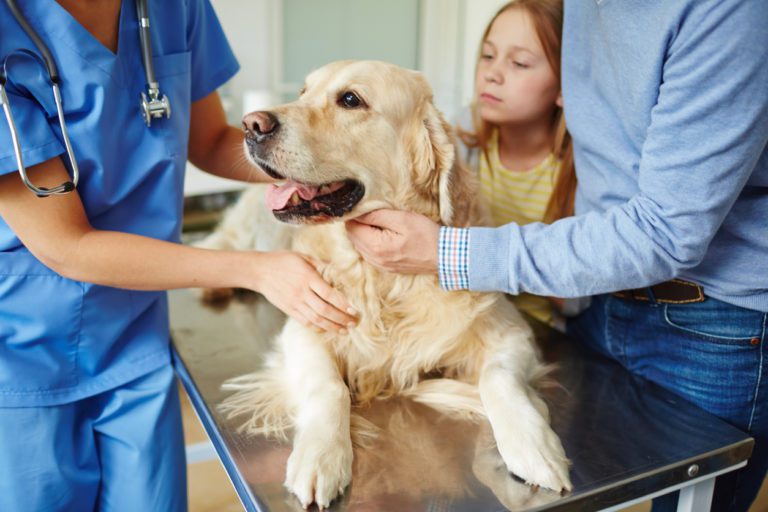 What is a Dog Endoscopy, and Why is it Important? Veterinary Healthcare Associates