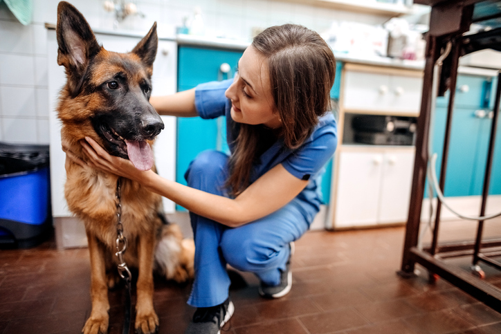 treating cancer in dogs