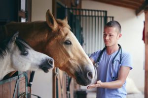 exotic pet horse livestock farm animal specialty veterinarian