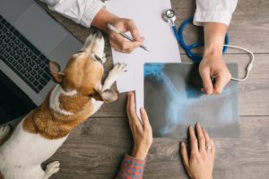 signs that your pet needs to see a vet specialist