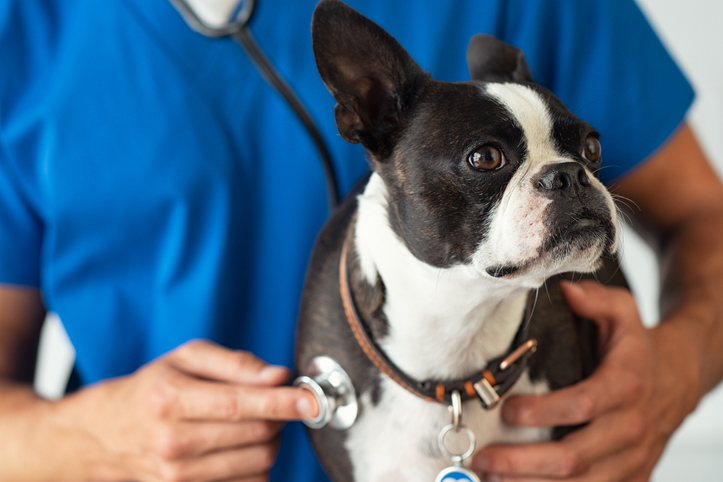when does my pet need to see a vet specialist winter haven fl