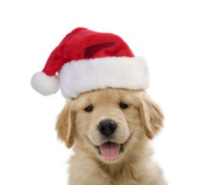 things to know about dog boarding during holidays winter haven fl