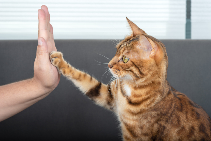 10 Tips on How to Train a Cat | Veterinary Healthcare Associates