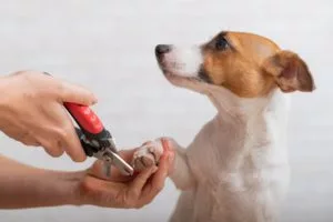 how to recede dog nail quick