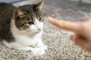 tips on how to train a cat winter haven fl