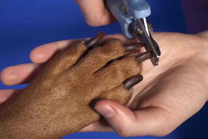 How to use outlet dog toenail clippers