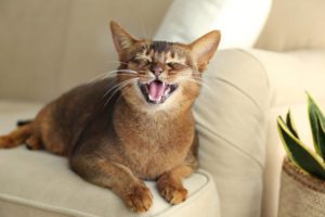why is my cat meowing loudly winter haven fl