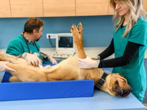 pregnant dog at vet winter haven fl