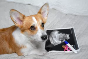 stages of pregnancy in dogs winter haven fl