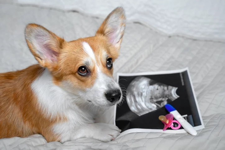 How to Tell if Your Dog is Pregnant