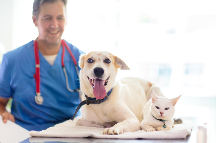 what is a specialty vet winter haven fl
