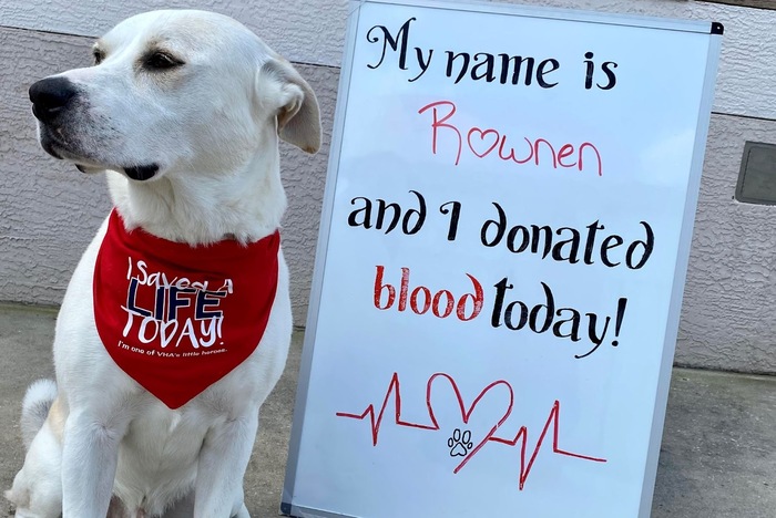 can my pet be a blood donor winter haven fl
