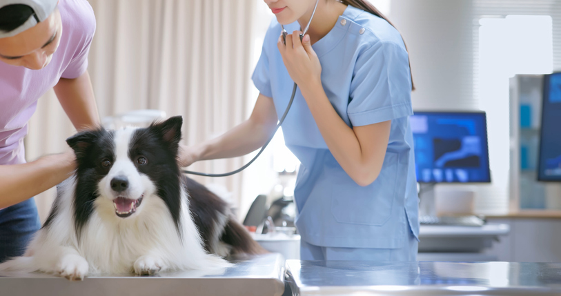 is veterinary anesthesia safe for dogs winter haven fl