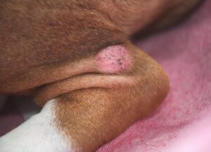 symptoms and causes of hotspots on dogs