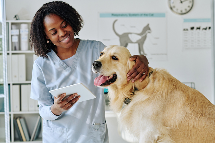 when to see a vet for hotspots on dogs winter haven fl