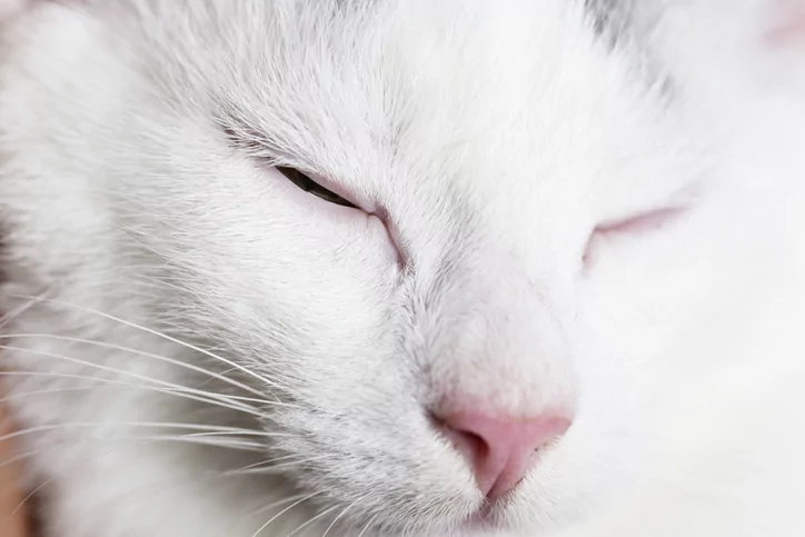 cat-slow-blinking-why-your-cat-blinks-slowly-at-you-veterinary