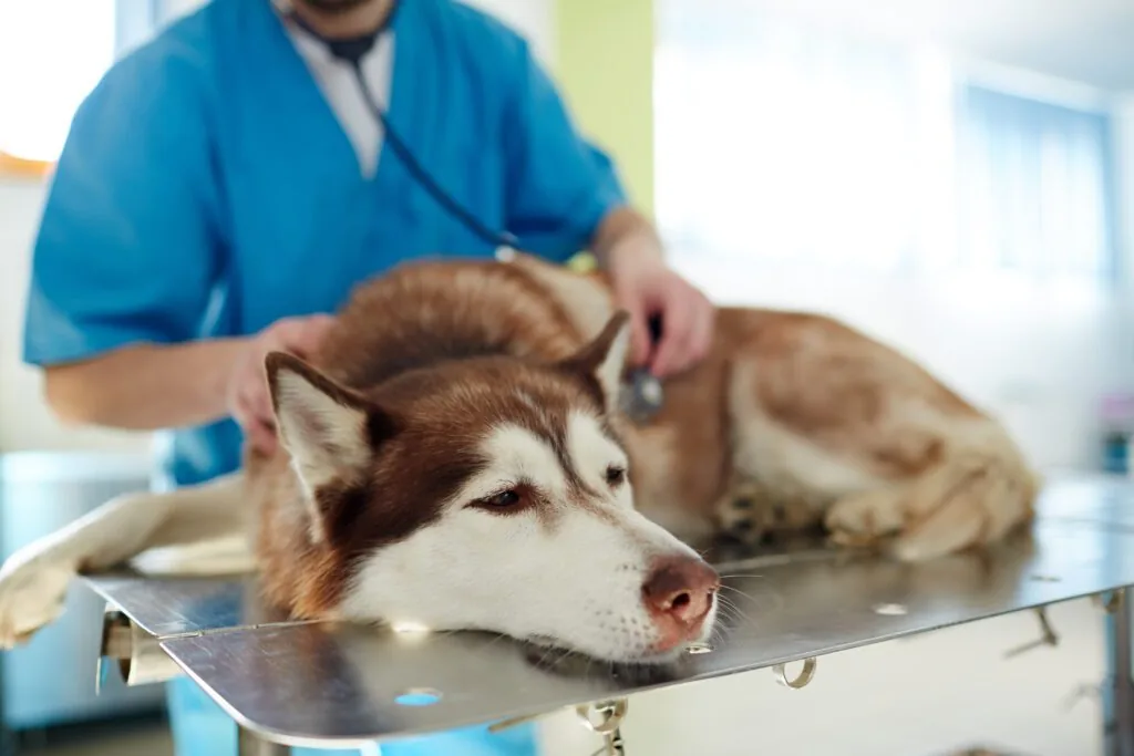 dog-being-examined-by-vet