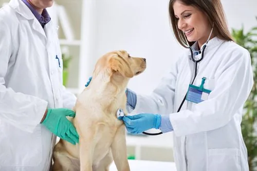two-veterinarians-examining-yellow-labrador-dog