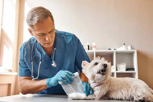veterinarian-wrapping-dog's-paw-at-vet-clinic