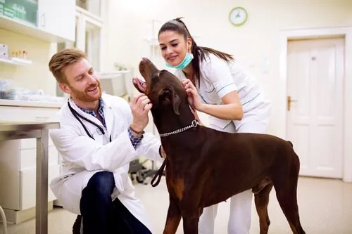 two-veterinarians-examining-dog-at-vet-clinic