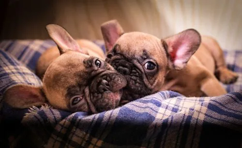 two-french-bulldog-puppies-laying-in-cozy-bed