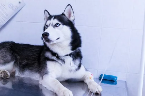 husky-dog-with-an-intravenous-infusion