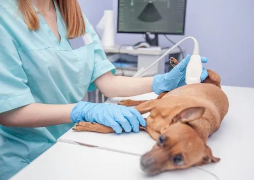 vet-performing-ultrasound-scan-at-clinic