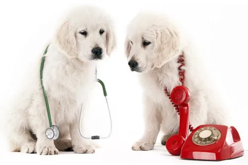 two-golden-retriever-puppies-sitting-side-by-side-the-dog-on-the-left-wearing-a-stethoscope-and-the-dog-on-the-right-wearing-a-red-corded-phone-over-his-shoulder