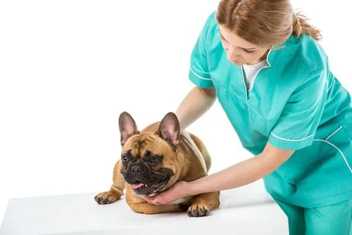 female-vet-examining-french-bulldog