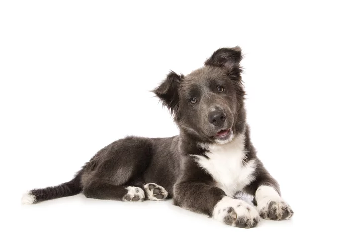 veterinarian-celebration-fl dog at veterinarian