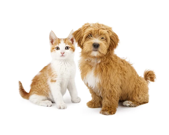 veterinarian-celebration-fl cat and dog at veterinarian