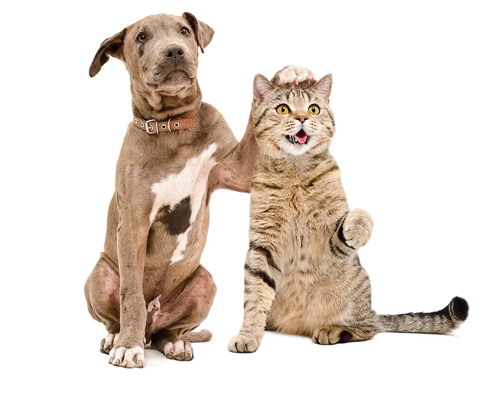 dog and cat at veterinarian near you