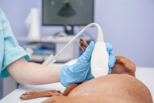 dog-having-ultrasound-in-vet-clinic