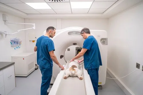 two-male-vets-operating-CT-scanner-while-positioning-dog-for-procedure