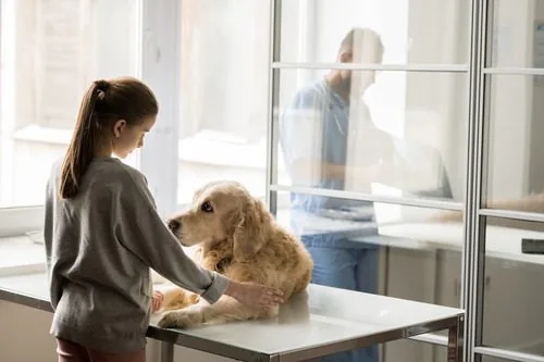 worried-female-pet-owner-with-dog-at-clinic-waiting-for-vet