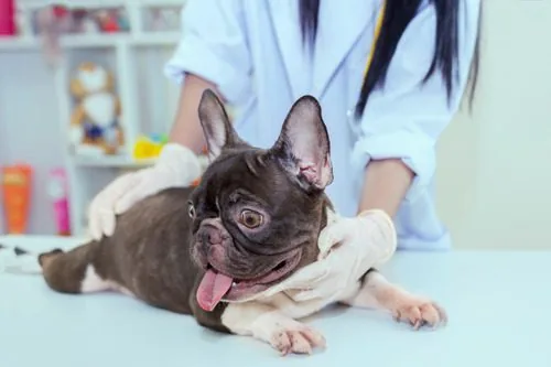 female-vet-examining-french-bulldog-at-clinic