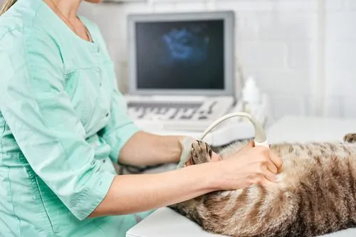 veterinarian-scanning-cat-for-ultrasound-at-clinic