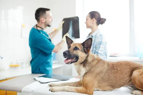 male-vet-discussing-dog-x-ray-to-female-pet-owner-while-german-shepherd-dog-waits-on-exam-table